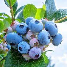 Rabbiteye Blueberries Fruit Seeds for Planting and  Growing Delicious Berries at your Home Garden