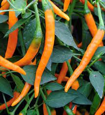 Cayenne Peppers Vegetable Seeds for Planting-Heirloom & Non-GMO Seeds for planting