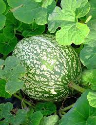 Green Malabar Gourd Seeds for Planting - 100 pcs