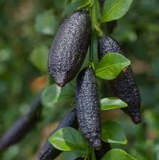 Alstonville Finger Lime Fruit Seeds for Planting - Growing Unique and Flavorful Lime Varieties