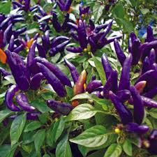 Purple Chilli Seeds for Planting, heirloom & Non-GMO Seeds