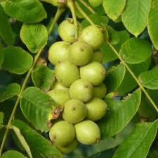 Green Walnut Plant Seeds - Grow Your Own Nut Trees with High-Quality Seeds  100 pcs