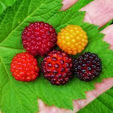 Organic Salmonberry Fruit Seeds for Planting- A Wild and Unique Berry for Adventurous Gardeners