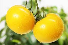 Tomato Vegetable Seeds for Planting – Bright Yellow Hybrid Variety  100 pcs