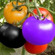 Tomato Vegetable Seeds for Planting – Mixed Color Heirloom Selection  100 pcs