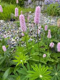 Pink Polygonum Bistorta plantefrø til plantning - 100 stk