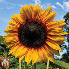 Giant Sunflower Seeds for Planting – Bright Blooms for Home & Garden, Heirloom, Non-GMO Seeds