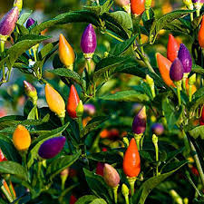 Indoor Ornamental Pepper Mix Seeds for Planting heirloom & Non-GMO Seeds