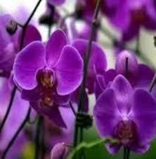 Butterfly Orchid Flower Seeds Violet for Planting - 100 pcs