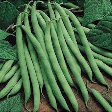 Heirloom Green Pole Bean Vegetable Seeds for Planting - 100 pcs