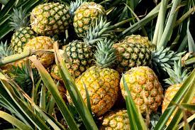 Orange-Green Pineapple Fruit Seeds for Planting - Perfect for Eye-Catching Garden Displays