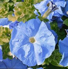 Sky Blue Petunia Flower Seeds for Planting - Heirloom, NON-GMO Seeds - Beautiful Garden Blooms