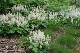 White Tiarella Trifoliata Flower Seeds for Planting - 100 pcs