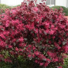 Red Loropetalum Flower Seeds for Planting - 100 pcs