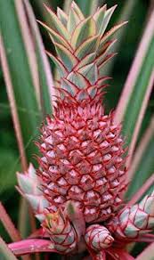 Pink Pineapple Fruit Seeds for Planting - Growing Vibrant and Sweet Tropical Pineapples, Heirloom Seeds