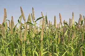 Pearl Millet Seeds for Planting – Heirloom, Non-GMO Bajra Seeds for High-Yield Grain and Fodder Production