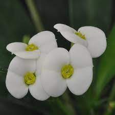 White Euphorbia Milii Flower Seeds for Planting - 100 pcs