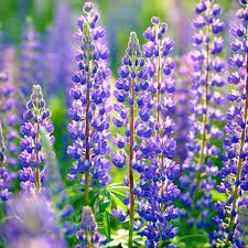 Wild Lupine / Sundial Lupine (Lupinus perennis) Flower Seeds for Planting - Heirloom & Non-GMO garden seeds