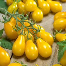 Yellow Pear Tomato Seeds for Planting heirloom & Non-GMO Seeds