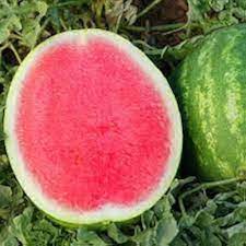 Seedless Watermelon Fruit Seeds for Planting – Non-GMO, High Yield Hybrid Melons for Home & Commercial Gardens