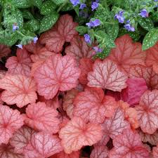 Heuchera Georgia Peach Seeds for Planting – Organic, Heirloom, Non-GMO, High Germination Perennial Flower Seeds