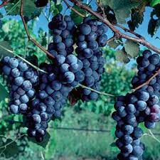 Concord Seedless Grape Vine for Planting - Robust and Flavorful Grape Vines,Ideal for Home Garden