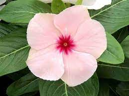 Titan Apricot or rosea Periwinkle Vinca Flower Seeds for Planting, 100 pcs