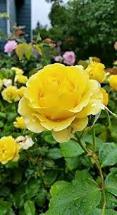 Heirloom Lemon Yellow Osiria Rose Flower Seeds for Planting - Grow Yellow Roses at your Home Garden