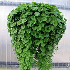 Emerald Falls Dichondra House Plant Frø til Have - 100 stk