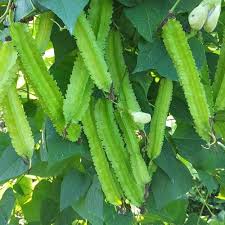 Green Winged Bean Seeds for Planting - heirloom & Non-GMO Seeds