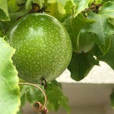 Passiflora Edulis Passion Fruit Seeds for Planting - Green Variety, For Tropical Gardens, Heirloom Seeds