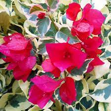 Raspberry Ice Bougainvillea spectabilis flower seeds for Planting - Heirloom & Non-GMO Garden Seeds