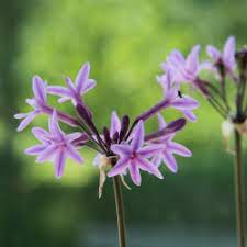 Heirloom Non-GMO Tulbaghia Violacea Flower Seeds for Planting – High Germination Fragrant Organic Garden Seeds