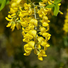 Golden Shower Tree Seeds (Laburnum anagyroides) – Fast Growing Ornamental Yellow Flowering Tree Seeds for Home Garden