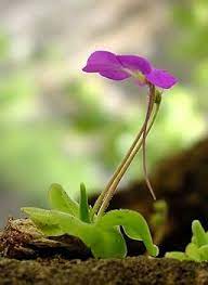 Mexican Butterwort Carnivorous Plant Seeds for Planting - 100 pcs