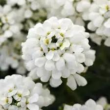 iberis sempervirens flower seeds