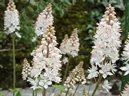 White Tiarella Trifoliata Flower Seeds for Planting - 100 pcs