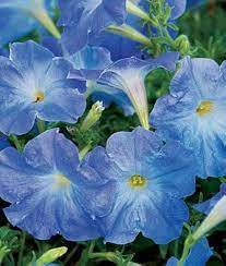 Sky Blue Petunia Flower Seeds for Planting - Heirloom, NON-GMO Seeds - Beautiful Garden Blooms