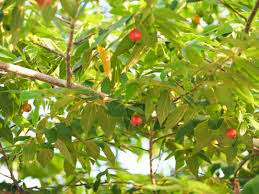 Muntingia Calabura Seeds for Planting - Unique Jamaica Cherry Fruits for Tropical Gardens