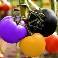 Tomato Vegetable Seeds for Planting – Mixed Color Heirloom Selection  100 pcs