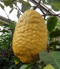 Citrus Medica CITRON or GIANT LEMON Tree Seeds - Exotic and Flavorful Citrus for Your Garden