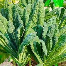 Green Kale Plant Seeds for Planting, heirloom & Non-GMO Seeds