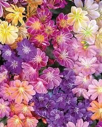 Mixed Lewisia Flower Seeds for Garden - 100 pcs