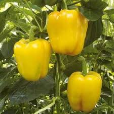 Light Yellow Pepper Seeds for Planting