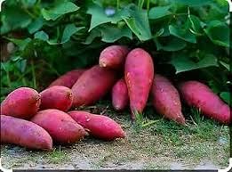 Pink Sweet Potato Vegetable Seeds for Planting heirloom & Non-GMO Seeds