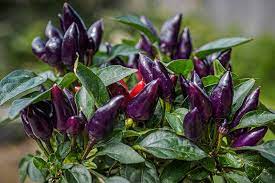 Purple Chilli Seeds for Planting, heirloom & Non-GMO Seeds