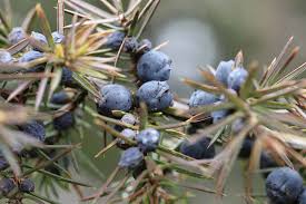 Juniperus plantefrø til dyrkning af aromatiske og hårdføre enebærtræer 100 stk