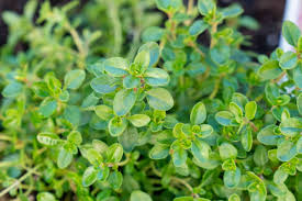 Grøn Thymus Serpyllum Plantefrø til udplantning - 100 stk