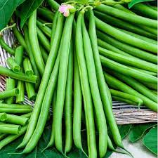 Green French Bean Slenderette Seeds for Planting heirloom & Non-GMO Seeds