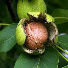 Black Walnut Plant Seeds for Planting - Nut Lovers' Gardens, Heirloom and Non-GMO Seeds for Home Garden